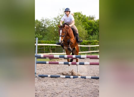 KWPN, Gelding, 4 years, 16 hh, Brown