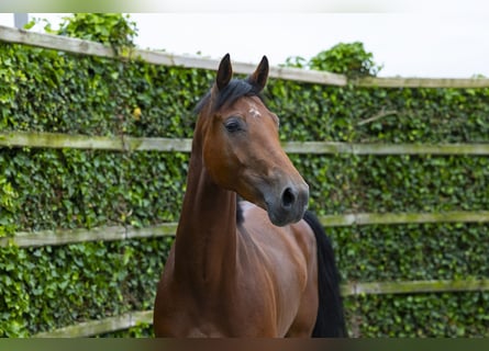 KWPN, Gelding, 4 years, 16 hh, Brown