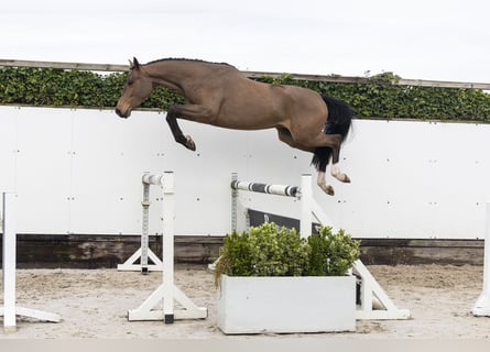 KWPN, Gelding, 4 years, 16 hh, Brown