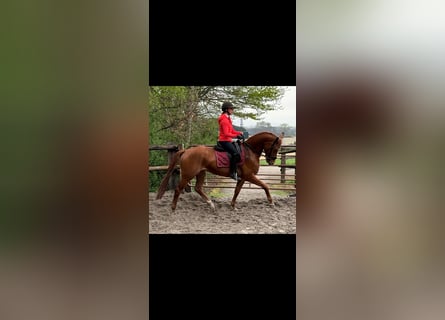 KWPN, Gelding, 4 years, 16 hh, Chestnut-Red