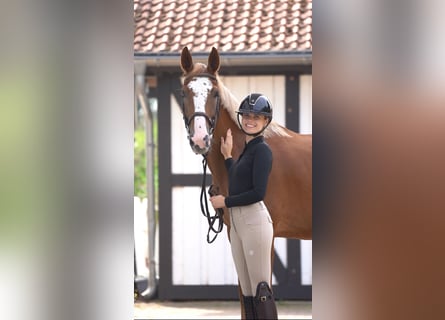 KWPN, Gelding, 4 years, 16 hh, Chestnut-Red