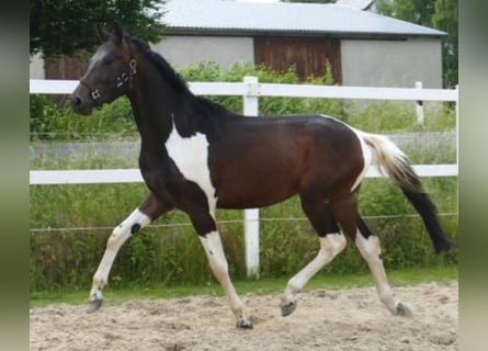KWPN, Gelding, 4 years, 16 hh, Pinto