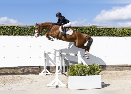 KWPN, Gelding, 4 years, 16 hh