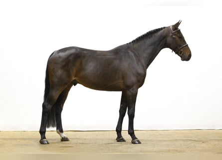 KWPN, Gelding, 4 years, 16 hh
