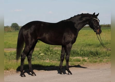 KWPN, Gelding, 4 years, 16 hh, Smoky-Black