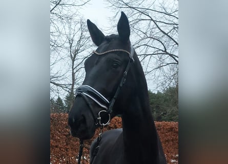 KWPN, Gelding, 4 years, 16,1 hh, Black