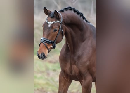 KWPN, Gelding, 4 years, 16,1 hh, Brown