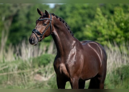 KWPN, Gelding, 4 years, 16,1 hh, Chestnut