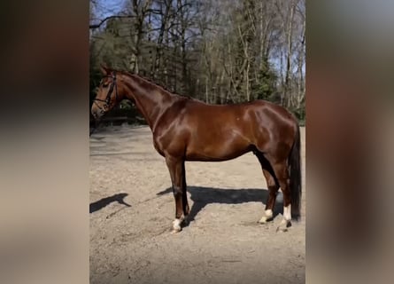 KWPN, Gelding, 4 years, 16,1 hh, Chestnut-Red