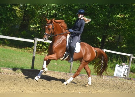 KWPN, Gelding, 4 years, 16,1 hh, Chestnut-Red