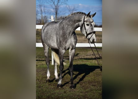 KWPN, Gelding, 4 years, 16,1 hh, Grey