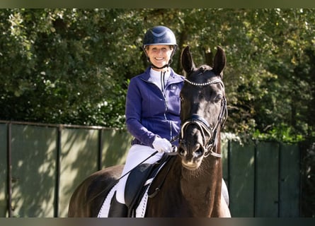 KWPN, Gelding, 4 years, 16,2 hh, Black