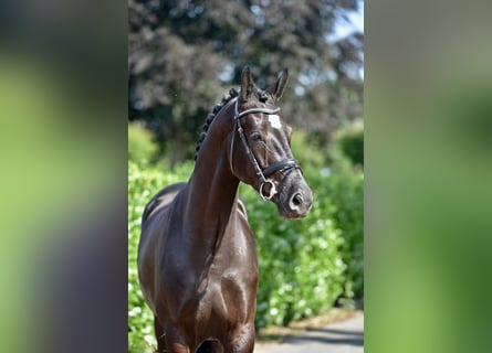 KWPN, Gelding, 4 years, 16,2 hh, Black