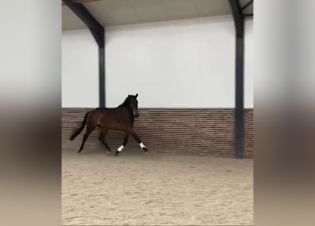 KWPN, Gelding, 4 years, 16,2 hh, Brown