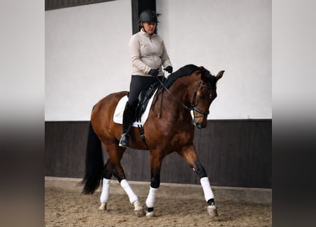 KWPN, Gelding, 4 years, 16,2 hh, Brown