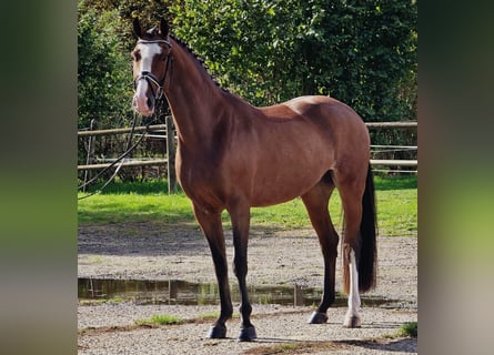 KWPN, Gelding, 4 years, 16,2 hh