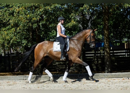 KWPN, Gelding, 4 years, 16,3 hh, Brown