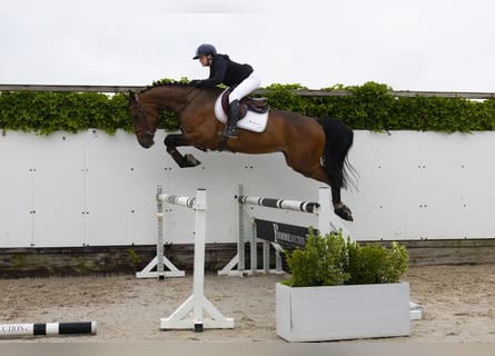 KWPN, Gelding, 4 years, 16,3 hh, Brown