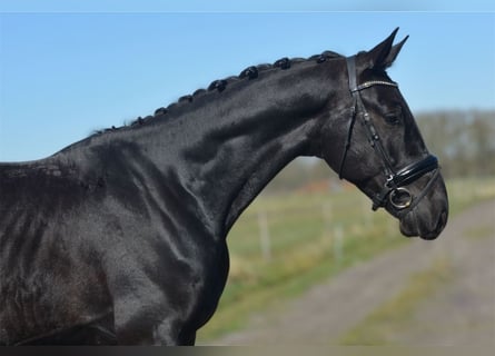KWPN, Gelding, 4 years, 17.1 hh, Black