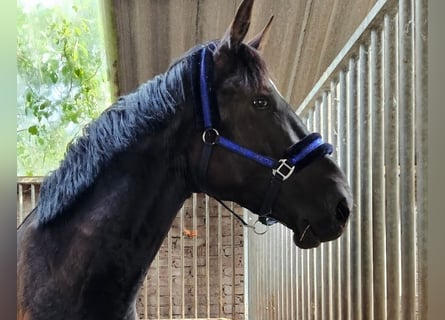 KWPN, Gelding, 4 years, 17,2 hh, Black