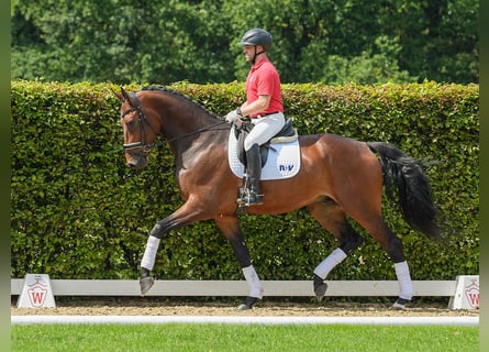 KWPN, Gelding, 4 years, 17,2 hh, Brown