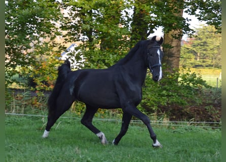 KWPN, Wallach, 4 Jahre, 17 hh, Rappe