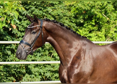KWPN, Gelding, 4 years, 17 hh, Black