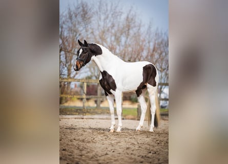 KWPN, Gelding, 4 years, 17 hh, Tobiano-all-colors