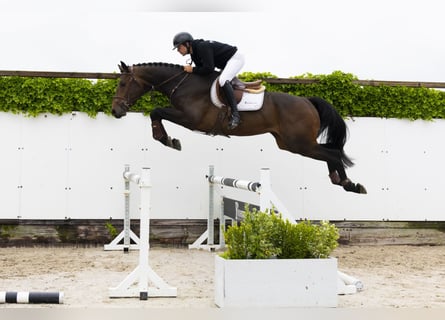 KWPN, Gelding, 4 years, 17,1 hh, Bay-Dark
