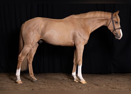 KWPN, Gelding, 4 years, Chestnut-Red