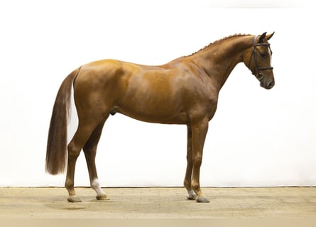 KWPN, Gelding, 4 years, Chestnut-Red