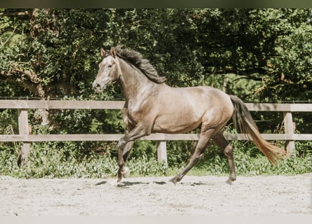 KWPN, Gelding, 4 years, Grey