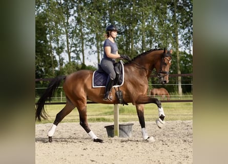 KWPN, Gelding, 5 years, 16,1 hh, Bay-Dark