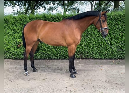 KWPN, Gelding, 5 years, 16,1 hh, Bay-Dark