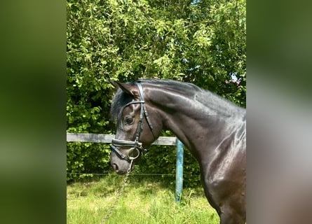 KWPN, Gelding, 5 years, 16.1 hh, Black