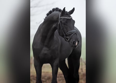 KWPN, Gelding, 5 years, 16.1 hh, Black