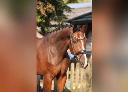 KWPN, Gelding, 5 years, 16,1 hh, Brown