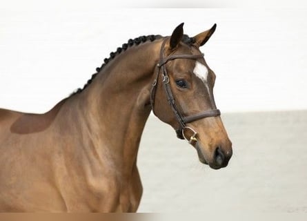 KWPN, Gelding, 5 years, 16,1 hh, Brown