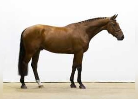 KWPN, Gelding, 5 years, 16,1 hh, Brown