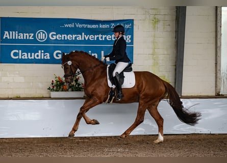 KWPN, Gelding, 5 years, 16,1 hh, Chestnut