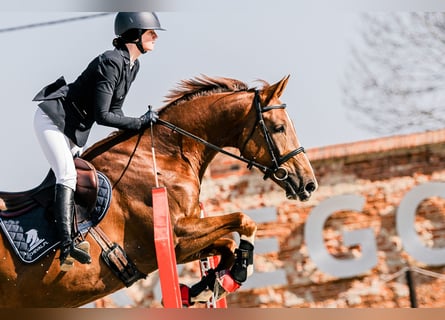 KWPN, Gelding, 5 years, 16.1 hh, Chestnut-Red