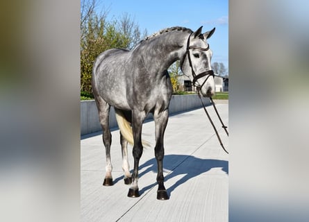 KWPN, Gelding, 5 years, 16.1 hh, Grey