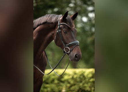 KWPN, Gelding, 5 years, 16,1 hh, Smoky-Black