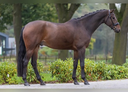 KWPN, Gelding, 5 years, 16,2 hh, Bay-Dark