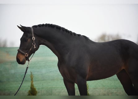 KWPN, Gelding, 5 years, 16,2 hh, Bay-Dark