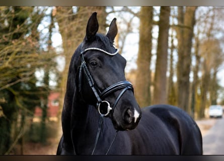 KWPN, Gelding, 5 years, 16.2 hh, Black