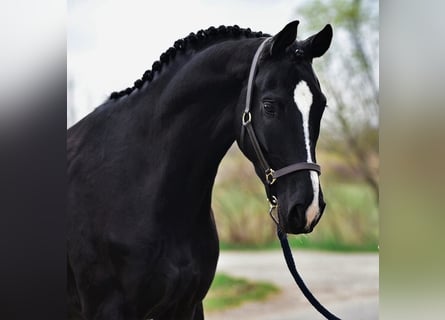 KWPN, Gelding, 5 years, 16.2 hh, Black