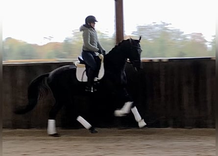 KWPN, Gelding, 5 years, 16,2 hh, Black