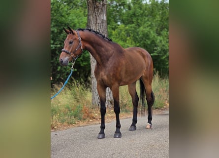 KWPN, Gelding, 5 years, 16.2 hh, Brown