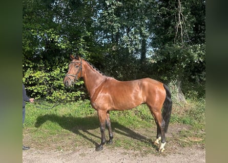 KWPN, Gelding, 5 years, 16.2 hh, Brown